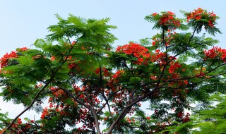 厦门市树是什么树（厦门市树叫什么名字）