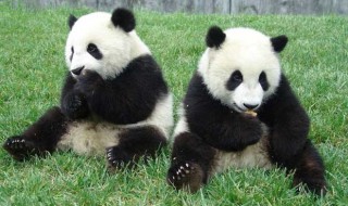 介绍大熊猫（介绍大熊猫作文500字）