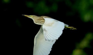 亚成体是什么意思（成体和亚成体）