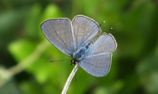 庄周梦蝶的意思（庄周梦蝶的意思和寓意）