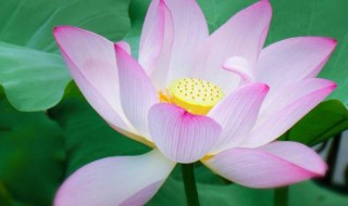 荷花的四种形态 荷花的四种形态?