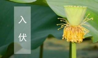 入伏养生知识 入伏养生知识图片