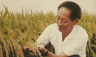关于袁隆平爷爷的资料 关于袁隆平爷爷的资料50字