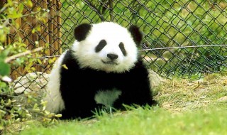 国宝大熊猫的作文 国宝大熊猫的作文350字