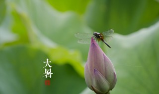 大暑和芒种属于夏天节气吗 芒种是不是夏天的节气