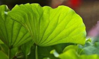 2021年大暑是农历多少星期几（2021年大暑是几月几日星期几）