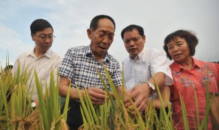 致敬袁隆平作文 致敬袁隆平作文800字高中