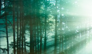 森林防火资料（森林防火资料手抄报）