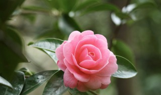 一枝独放解释 独放一枝的意思