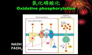 氧化磷酸化名词解释 氧化磷酸化名词解释植物生理学