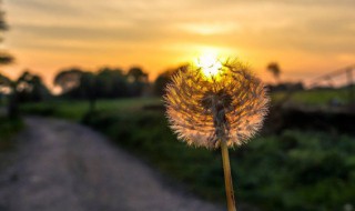 岁月静好的意思（岁月静好下一句是什么）