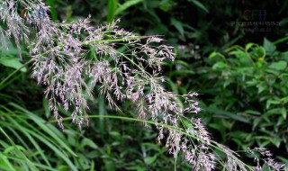 茅怎么读 荆怎么读