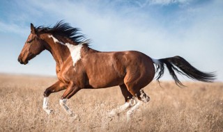 驿马是什么意思 女命带驿马是什么意思