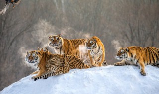 保护动物有哪些（保护动物有哪些图片）