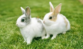 欲钱买一把刀是什么生肖（欲钱买一把刀是什么生肖的动物?）