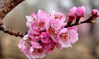 杏花的样子描写 杏花的样子描写一段话