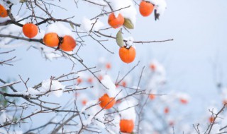 记忆中的家乡美食柿子醋的做法（最简单的柿子醋做法）