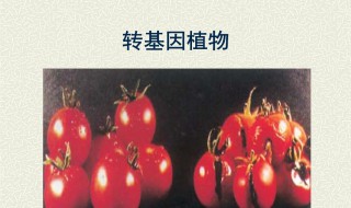 转基因植物的介绍和分类细节 转基因植物主要是什么作物