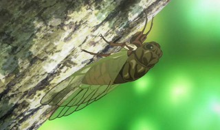 蝉内容概括（昆虫记蝉内容概括）