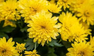 矢车菊怎么读（矢车菊怎么读英语）