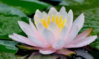 高度概括莲的品质（莲具有怎样的品质）