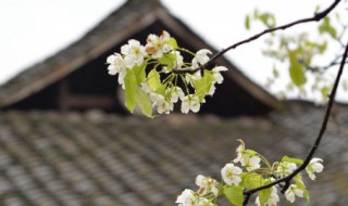 清明节文明祭扫的意义 清明节文明祭扫的意义和作用