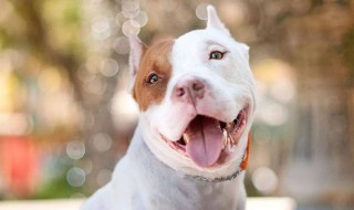 吃狗粮是什么意思（撒狗粮的经典句子）