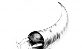 钻牛角尖是什么意思（男人说女人钻牛角尖是什么意思）