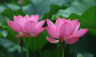 关于夏天的句子唯美 关于夏天的句子唯美简短