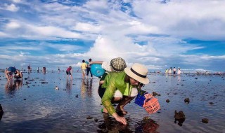 赶海是什么意思（赶海最佳时间）