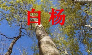 白杨运用了什么写作方法（白杨运用了什么写作方法）