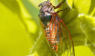 蝉和蚂蚁的寓言 蝉和蚂蚁的寓言读书笔记