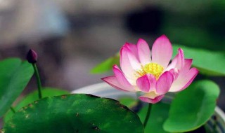 荷花作文（荷花作文300字三年级）