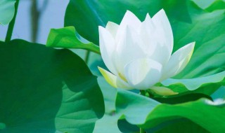 碧绿碧绿的什么的 碧绿碧绿的什么的词语