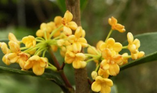 形容桂花香的优美句子（形容桂花香的优美句子花的外形描写）