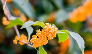 八月桂花读后感（八月桂花读后感50字）