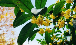 赏桂花后的感想（赏桂花的感受）