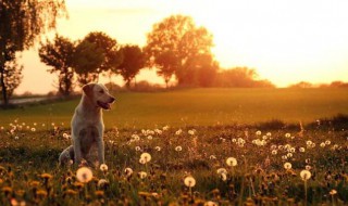 温暖作文（温暖作文800字初中）