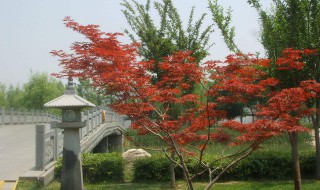 行香子翻译 行香子翻译和原文拼音