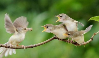 母爱作文 母爱作文600字