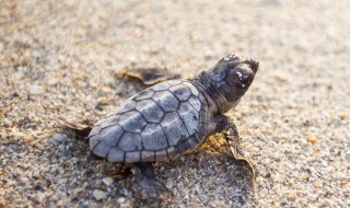 小乌龟的外形特点描写（小乌龟的外形特点描写100字）