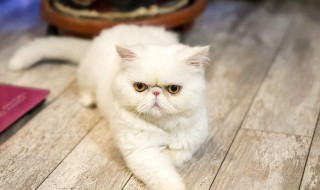 猫的外形特点描写 猫的外形特点描写三年级