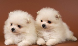 描写动物的词语 描写动物的词语四字词语