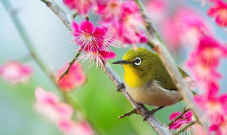 描写黄鹂的诗句（描写黄鹂的诗句还有什么）