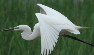 描写白鹭的优美句子（描写白鹭的优美句子100个字）