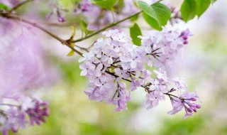 描写丁香花的诗句 描写丁香花的诗句有哪些