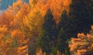 描写初秋的优美语句（描写初秋的优美语句摘抄）