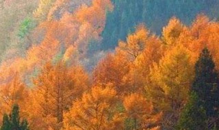 描写秋风的诗句（描写秋风的诗句及意思）