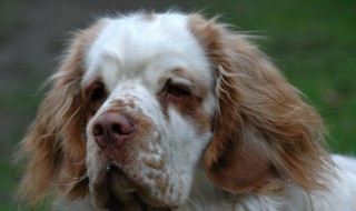 小狗的外形特点描写 小狗的外形特点描写200字