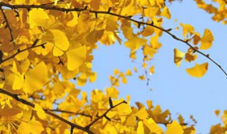 描写秋色的诗句（描写秋色的诗句古诗大全）